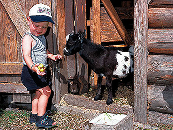 Kind füttert kleine Ziege im Gästehaus Wallner